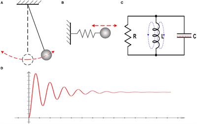 A Physical Perspective to the Inductive Function of Myelin—A Missing Piece of Neuroscience